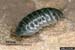 pill bug